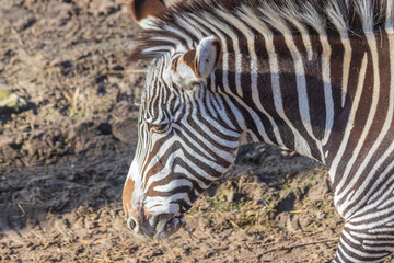 Close up of a zebra face