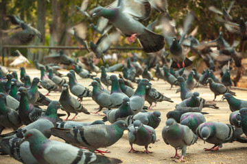 Fototapeta premium Lots of pigeons gathering flying. Close up group of pigeons