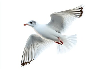 Obraz premium Majestic seagull in flight against a bright white background showcasing its graceful wings and vibrant colors