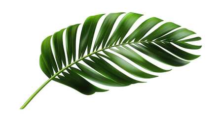 Tropical green palm leaf cut out 
