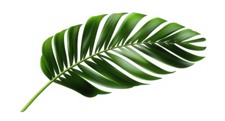 Tropical green palm leaf cut out 
