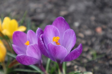 Fototapeta premium A light purple flowers with a bright yellow center grows from the ground surrounded by green grass
