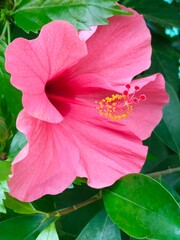 pink hibiscus flower © Kirstie