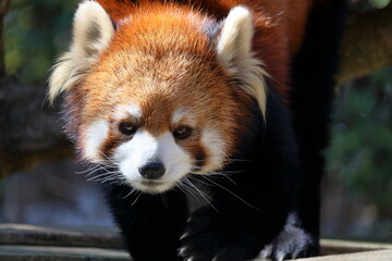 レッサーパンダ　歩く