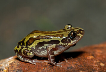 A cute Bubbling Kassina, also known as a Senegal running frog (Kassina senegalensis), in the wild