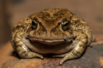 A large raucous toad (Sclerophrys capensis), also known as a Ranger’s toad, on a warm summer’s evening in the wild