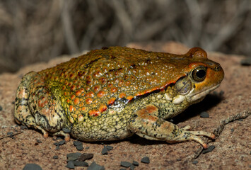 A cute African red toad, or African split-skin toad (Schismaderma carens), in the wild