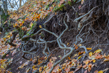 Twisted tree roots on eroded earth. Detailed ground view of tree roots spreading through soil. Concept of global warming, climate change, environment, ecology system, weather, disaster