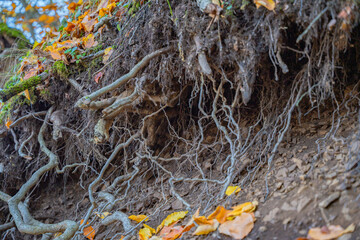 Twisted tree roots on eroded earth. Detailed ground view of tree roots spreading through soil. Concept of global warming, climate change, environment, ecology system, weather, disaster