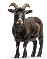 A black goat with curved horns looking directly at the camera against a white backdrop.
