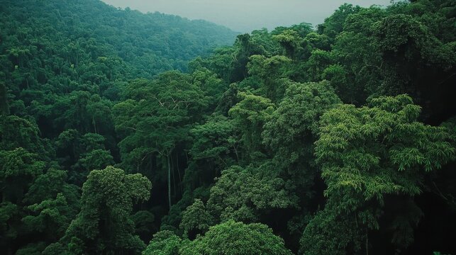 Lush Green Rainforest Canopy Aerial View