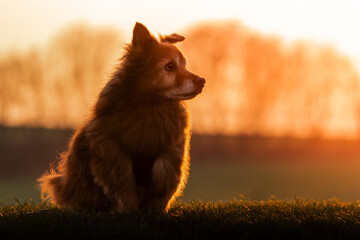 Happy dog running on green grass during golden hour with tail wagging and joyful expression.