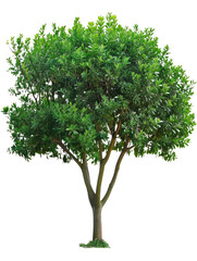 Obraz premium Tree in isolated transparent background