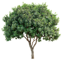 Obraz premium Tree in isolated transparent background