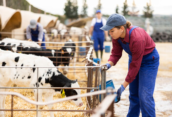 Young woman giving water to calves from bucket at dairy farm