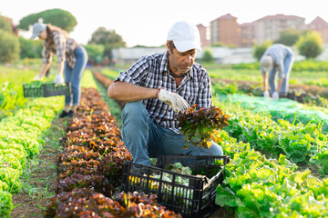 Male seasonal worker harvesting red lettuce cultivar at farm plantation on sunny day © JackF