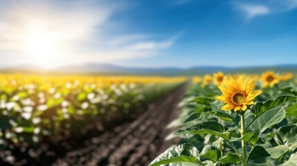 Obraz premium Sunflower field blooming in the countryside nature photography vibrant landscape bright sunny day fresh air and serenity