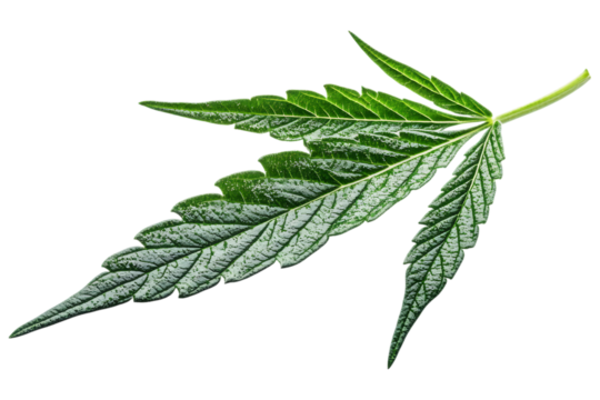 Cannabis leaf isolated. Fresh green marijuana leaf with detailed texture, commonly associated with medicine and wellness use. AI generated.