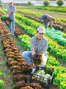 Farmer girl harvests leaves red salad in field, performs agricultural work in subsidiary farm. Female worker from group of granger assistants is preparing fresh lollo rosso salad for shipment.