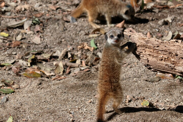ミーアキャットの赤ちゃん　好奇心旺盛