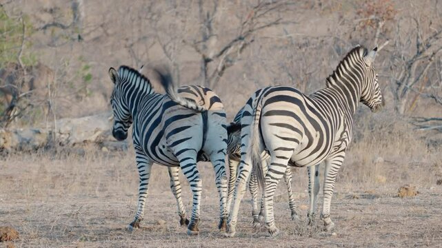 two zebra maresform a protective circle around a zebra foal at balule nature reserve of kruger national park in south africa