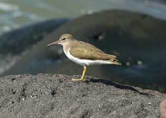 Common Sandpiper see in Veracruz Mexico