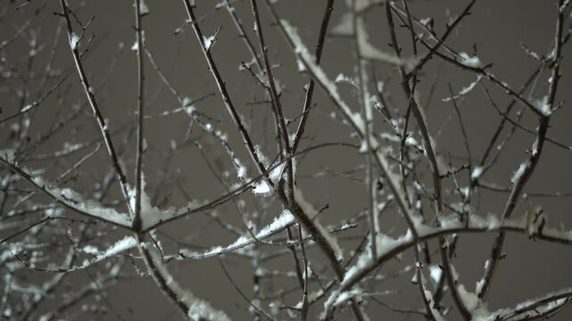 Light snowfall overnight and snowflakes falling on tree branches