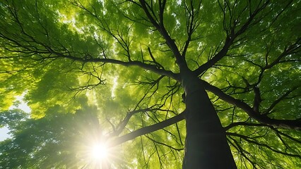 Obraz premium Sunlight Through Canopy: A Lush Green Forest