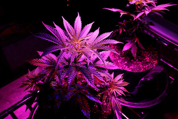 Marijuana plants are displayed in a special grow room tent at a Cannabis retail shop in Bangkok, Thailand.