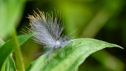 Light feather on the flower leaf