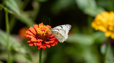 butterfly on the orange flower