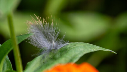 Light feather on the flower leaf