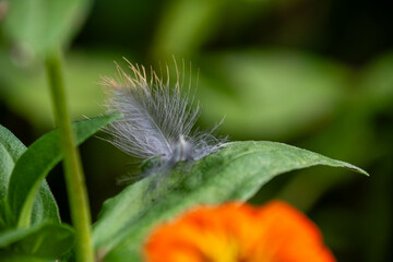 Light feather on the flower leaf