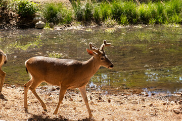 A young deer standing near water surrounded by lush greenery.