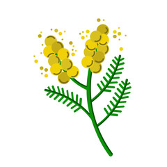 Spring Mimosa Branch Yellow Flowers