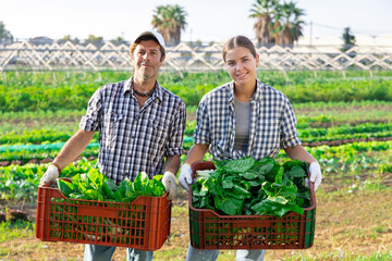 Male and female positive workers are standing on plantation after completing field work with boxes of greenery in hands. Subsidiary farm, mini farm, supply of greens from vegetables from manufacturer
