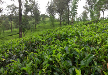Shrubs on tea plantations of Sri Lanka, close-up. Growing tea.