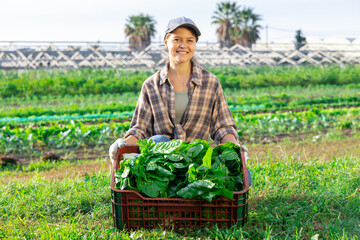 Woman collects crop of chard along with other workers on farm field