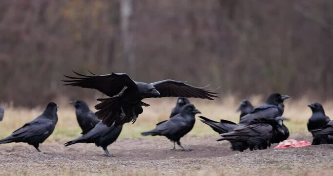 Black ravens birds at winter (Corvus corax) in the misty forest video