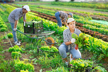 Girl works on plantation garden bed, cuts bunches of salad Krautstiel and puts them in box for...