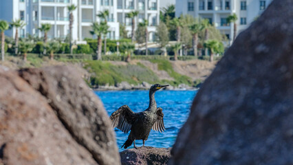 A cormorant standing on the rocks by the seaside on a sunny summer day, spreading its wings to the...