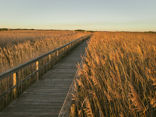 A wooden boardwalk stretches through a field of tall golden reeds, bathed in the warm glow of...