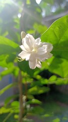 Beautiful jasmine flower in the morning 