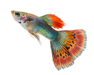 Guppy Fish with Vibrant Orange Tail, Isolated on Transparent Background