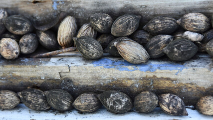 Palm seeds