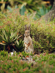 Rabbit in the grass