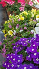 Colorful verbena and calibrachoa flowers blooming in hanging baskets