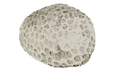 Dead coral rock