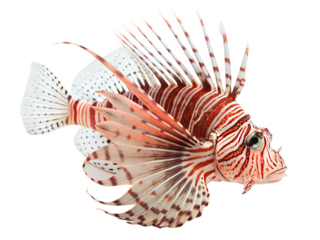 Lionfish with Striking Red and White Stripes, Isolated on Transparent Background