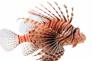 Lionfish with Striking Red and White Stripes, Isolated on Transparent Background